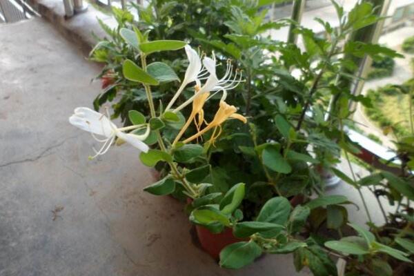 金銀花冬季如何修剪，小寒到立春之間進行修剪