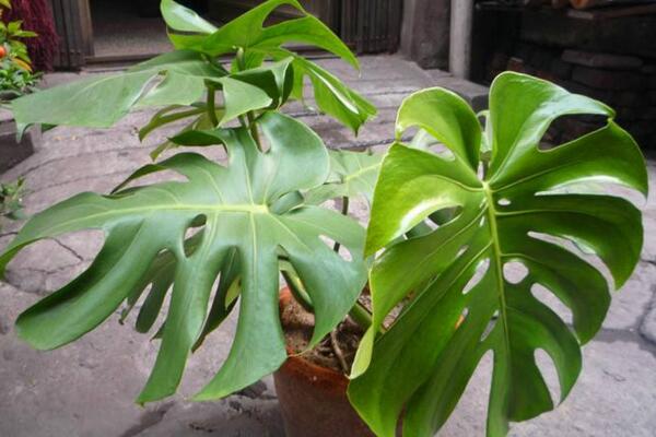 龜背竹如何快速開背，做好以下幾步龜背竹開背更加簡單