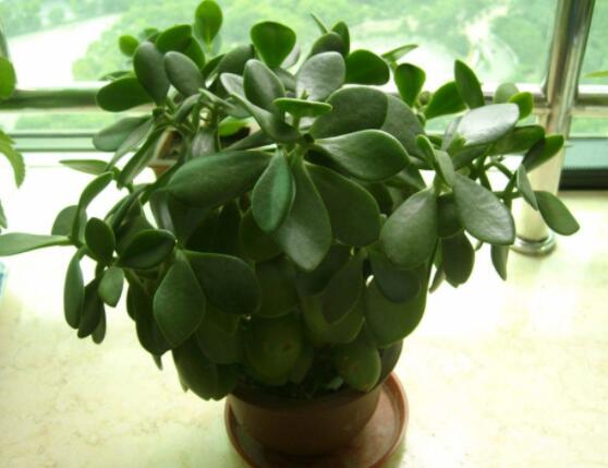 燕子掌葉片發(fā)軟怎么辦，多半是澆水和盆土不當(dāng)導(dǎo)致