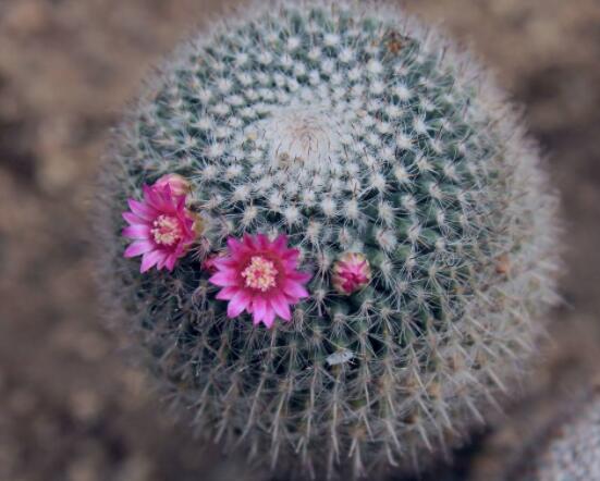仙人球防輻射嗎，不能/只能防太陽(yáng)紫外線(光學(xué)輻射)