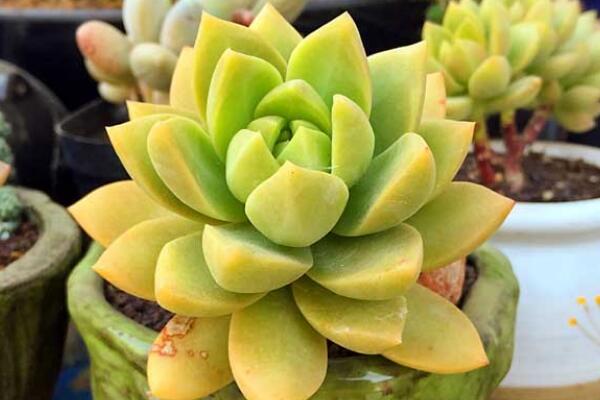 寶石花掉下來是怎么了，可能是以下5種原因?qū)е? src="/nongchan/d/file/20201223/xubv4ay3pkx.jpg" / data-eGfE="afI1rH"></p>
<p data-08e2="A6NtBt">
	寶石花掉下來是怎么了，有可能是澆水太勤造成根部腐爛的現(xiàn)象，最好導致植株的葉子掉下來了。寶石花的生長其實并不需要過多的澆水，保持土壤濕潤即可，澆水過多容易導致盆土積水。在這個時候建議對寶石花進行換土處理，將腐爛掉的根部剪去重新養(yǎng)護。</p>
<p data-bPNF="KjcPoy">
	<strong data-sXgS="5LeJtN">缺少光照</strong></p>
<p data-gUZU="r3vj5m">
	<img alt=