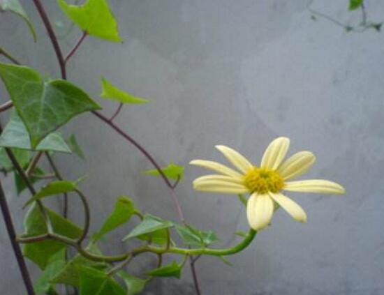 常春藤會開花嗎，常春藤什么時候開花