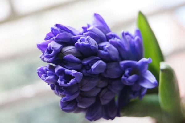 藍(lán)色風(fēng)信子好養(yǎng)嗎，新手必須要掌握的5大要點(diǎn)