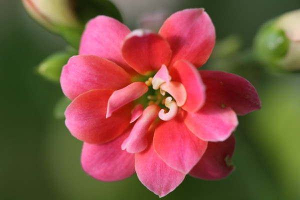 長(zhǎng)壽花莖干長(zhǎng)長(zhǎng)了怎么辦