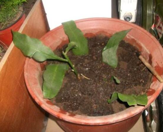 曇花的繁殖方法，盤點最常見的三種繁殖方法(扦插/播種/嫁接)