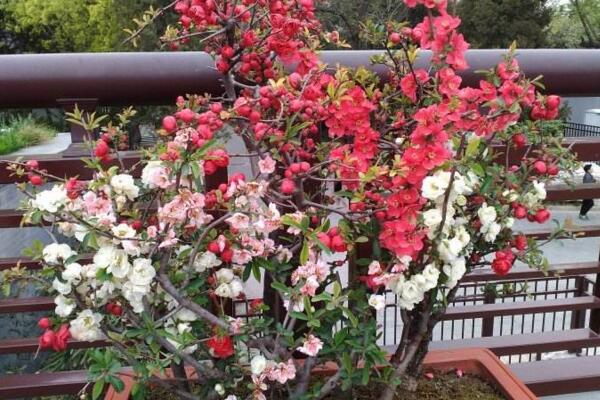 盆栽桃花的養(yǎng)護(hù)方法，首先要保證盆土的適宜