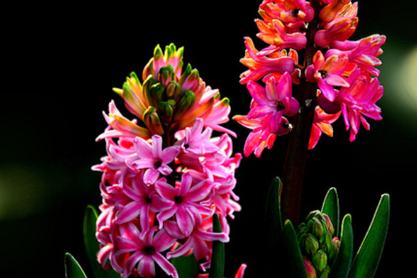 如何種植風(fēng)信子