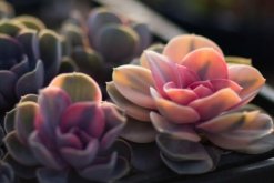 寶石花的花語及傳說，代表著富貴、永恒