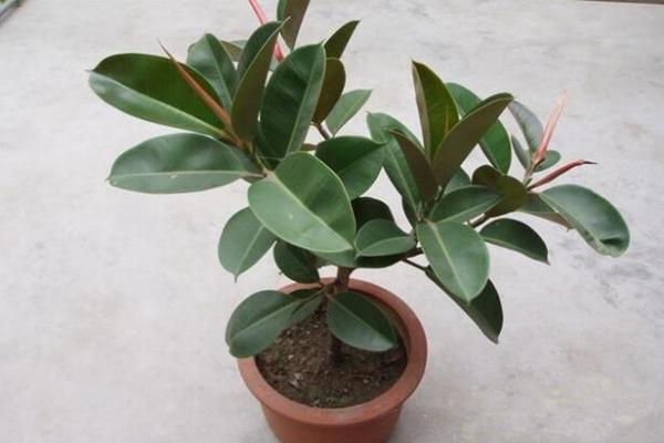 橡皮樹的花語及風(fēng)水，誠信穩(wěn)重(花語)生旺發(fā)財(cái)(風(fēng)水)