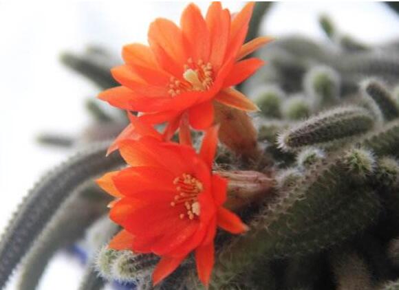 白檀仙人掌不開花怎么辦，缺乏光照是主要原因