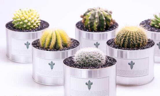 仙人球長斑怎么辦，及時挖掉并且合理養(yǎng)護(hù)