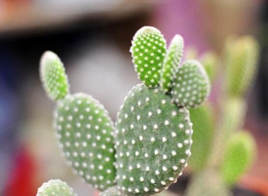 仙人掌為什么不用澆水，因吸水能力太強(qiáng)