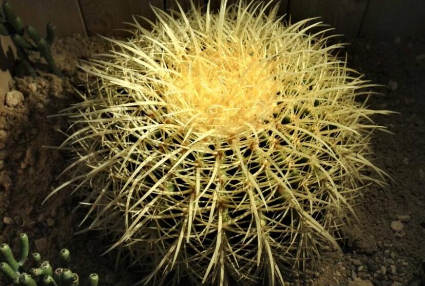 水養(yǎng)仙人球注意事項(xiàng)，正確的水培方式很重要