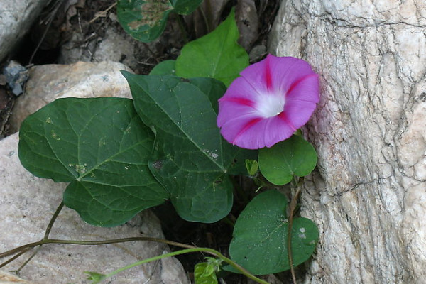 牽?；绲酿B(yǎng)護(hù)方法