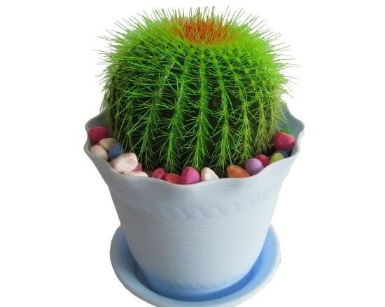 仙人球能治什么病，仙人球的作用與功效