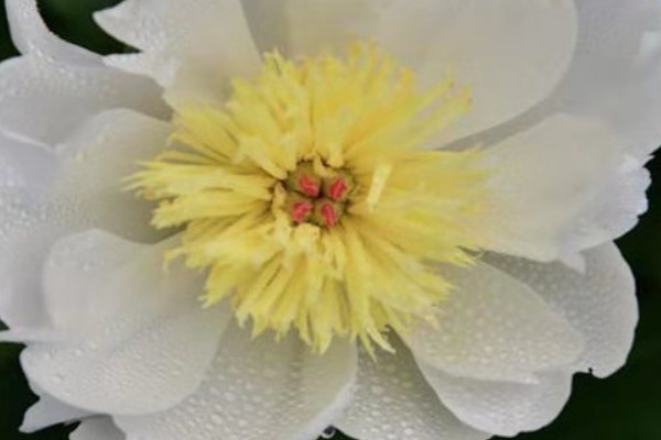 芍藥的春季養(yǎng)護及管理