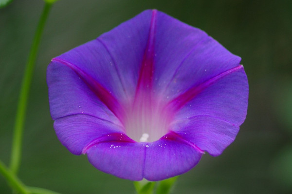 牽?；ㄊ窃鯓雨懤m(xù)開放的呢