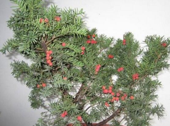 紅豆杉盆景冬天怎么養(yǎng)，教你五個好方法安然過冬