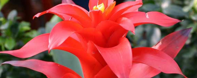 鴻運(yùn)當(dāng)頭幼苗幾年開花