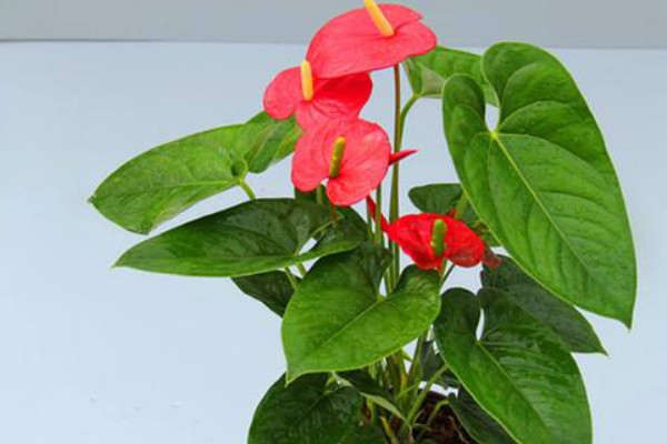 紅掌葉子尖像燒焦了怎么補救