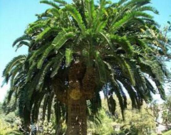 鐵樹(shù)品種，細(xì)數(shù)鐵樹(shù)最受喜愛(ài)八大品種