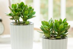 玉樹葉子發(fā)黃怎么回事，可以從以下5點來入手