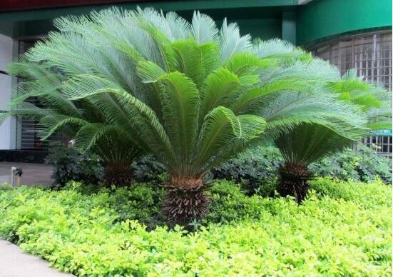 鐵樹什么時(shí)候長新葉，每年春秋時(shí)分生長出2-3輪新葉