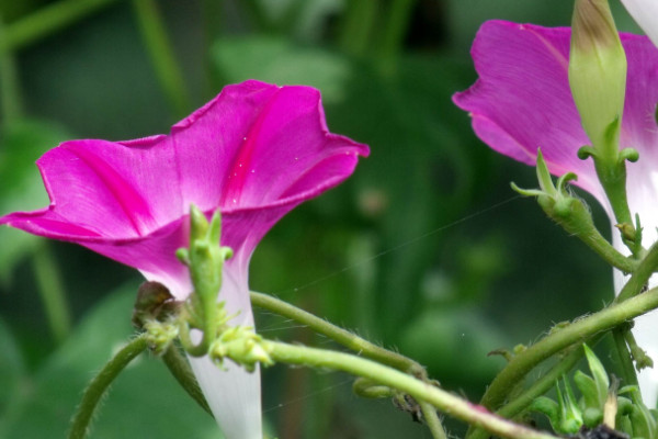 牽?；ǖ酿B(yǎng)護(hù)方法