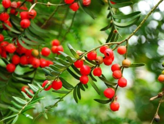 紅豆杉泡水喝的功效，防癌抗癌、增強(qiáng)免疫力、消炎抑菌