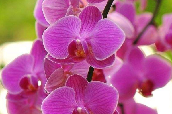 蝴蝶蘭澆水過(guò)多爛根怎么治