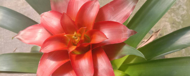 鴻運(yùn)當(dāng)頭花為什么變白了