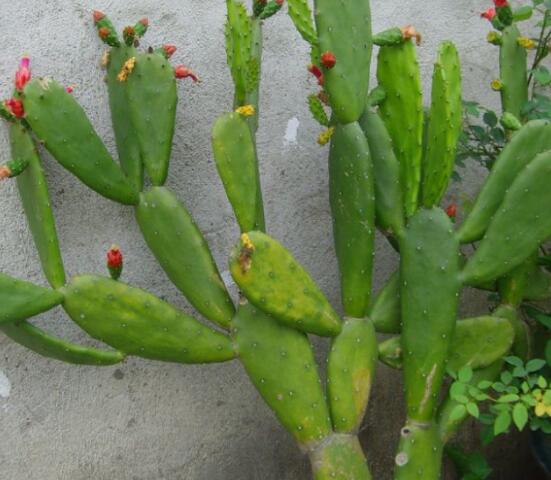 仙人掌怎么養(yǎng)可以又粗又壯，做到四個要點高枕無憂(健壯)