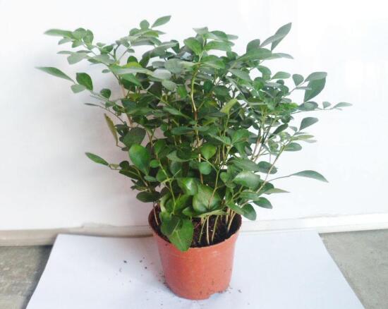 九里香爛根的原因，九里香爛根怎么辦