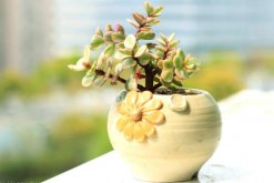 雅樂之舞多久澆一次水，不同的季節(jié)澆水頻率也不相同