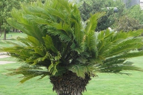 蘇鐵葉子發(fā)黃的原因以及解決方法，多是以下五種原因