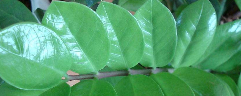 金錢樹一年能長(zhǎng)多高