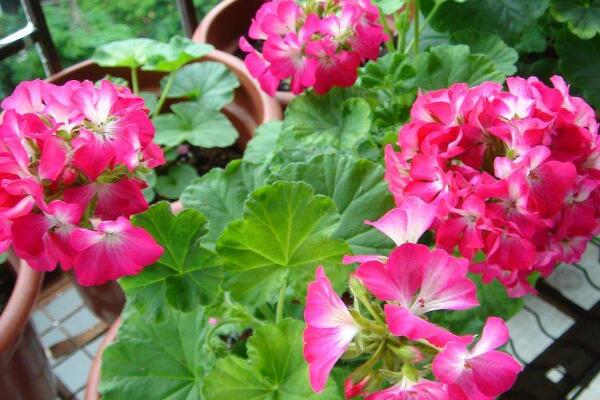 天竺葵對(duì)人有害嗎