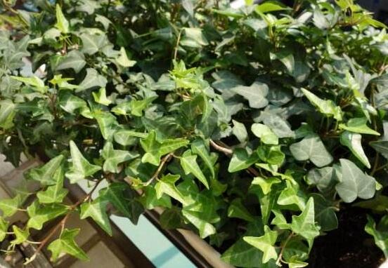小葉常春藤的養(yǎng)殖方法，教你八個簡單易學(xué)基本方法