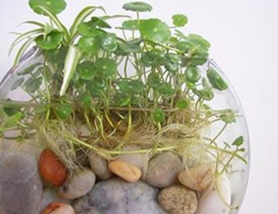 銅錢草水培怎么固定根，，擇一些小花石置于水瓶底部(美觀固定)