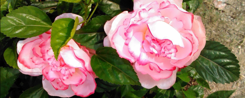 盆栽牡丹花的養(yǎng)殖方法和注意事項