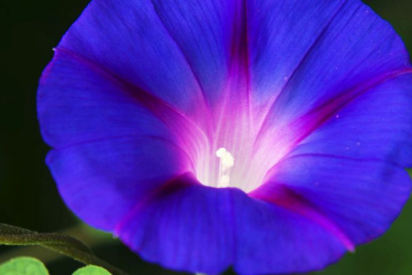 牽?；ǚN子要多少時(shí)間可以成熟