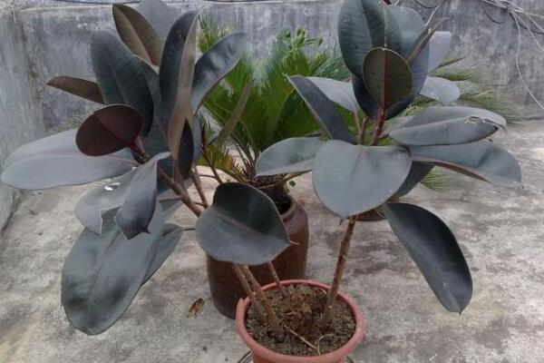 橡皮樹的花語及風(fēng)水，誠信穩(wěn)重(花語)生旺發(fā)財(cái)(風(fēng)水)