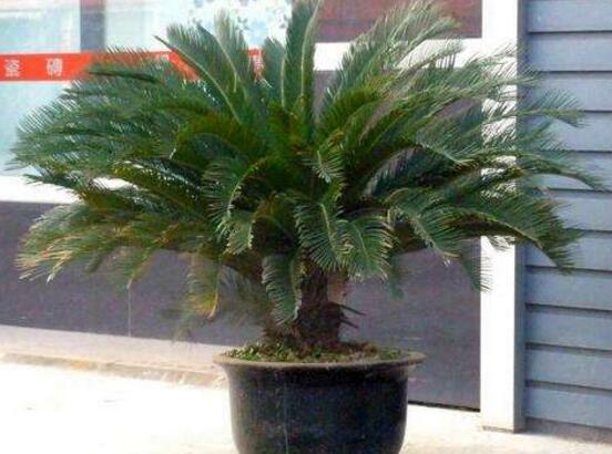 鐵樹怎么養(yǎng)，鐵樹的養(yǎng)殖方法和注意事項(xiàng)