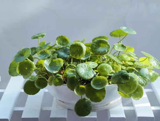 銅錢草和鏡面草的區(qū)別，外觀/生長環(huán)境/價值三種區(qū)別方法