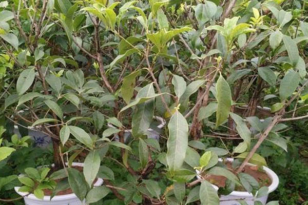 嫁接桂花樹的養(yǎng)殖方法和注意事項