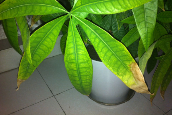 發(fā)財(cái)樹(shù)需要陽(yáng)光嗎