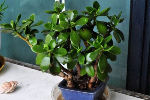 玉樹換盆注意事項，注意換盆時間以及根部的修剪