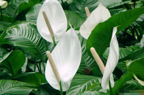 一帆風順的花粉有毒嗎，花粉無毒汁液有毒