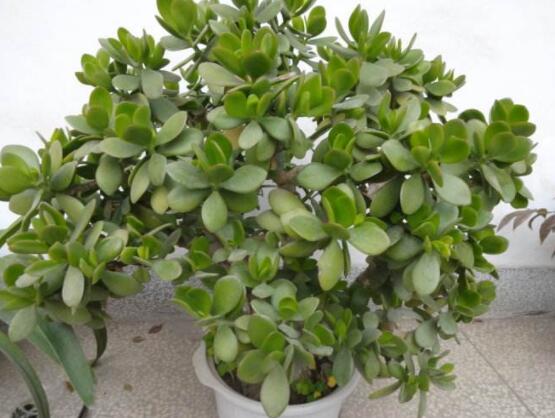 燕子掌葉子變軟怎么辦，教你最常見(jiàn)兩種解決辦法(光照與施肥)