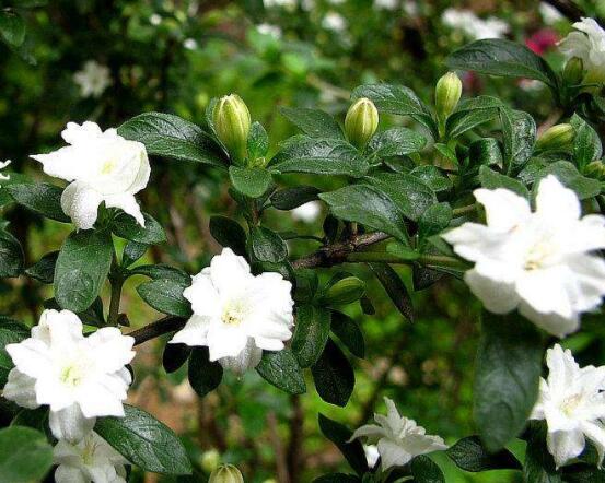 六月雪為什么不開花，三種原因以及解決辦法